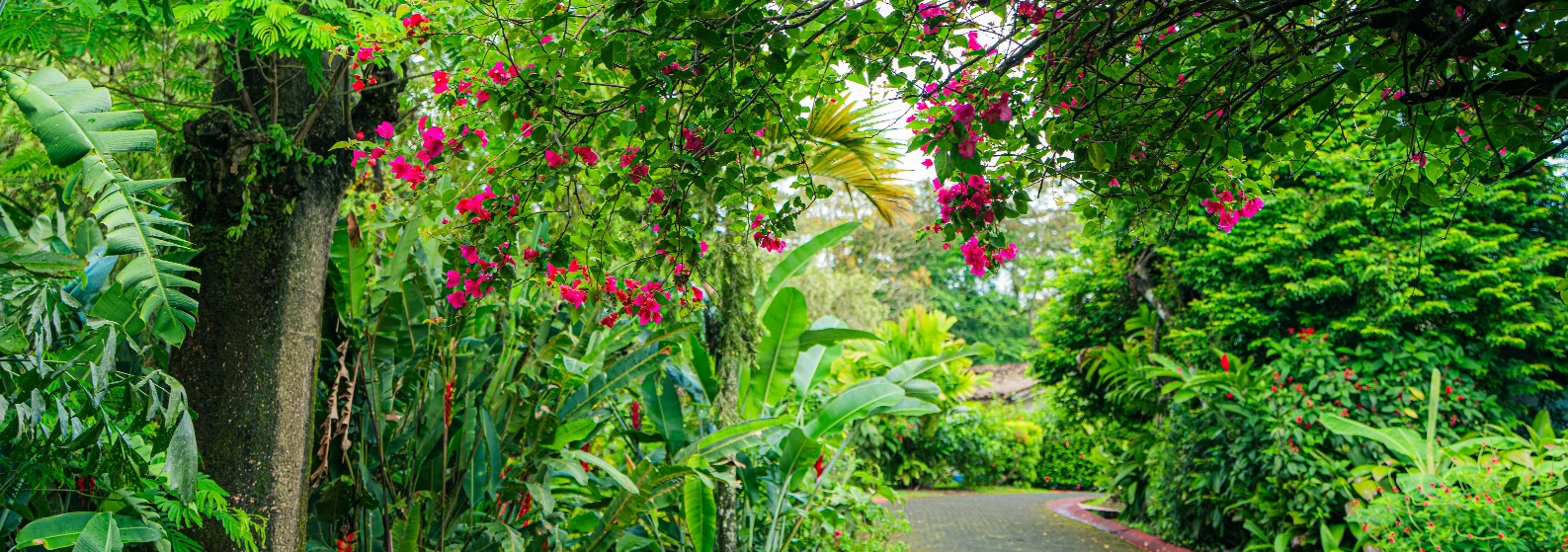 Tropical gardens at Arenal