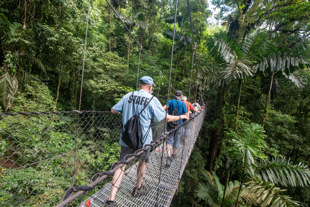 Hanging bridge in the rainforest