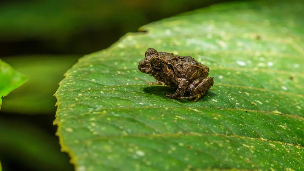 Children’s Eternal Rainforest Expedition photo 2