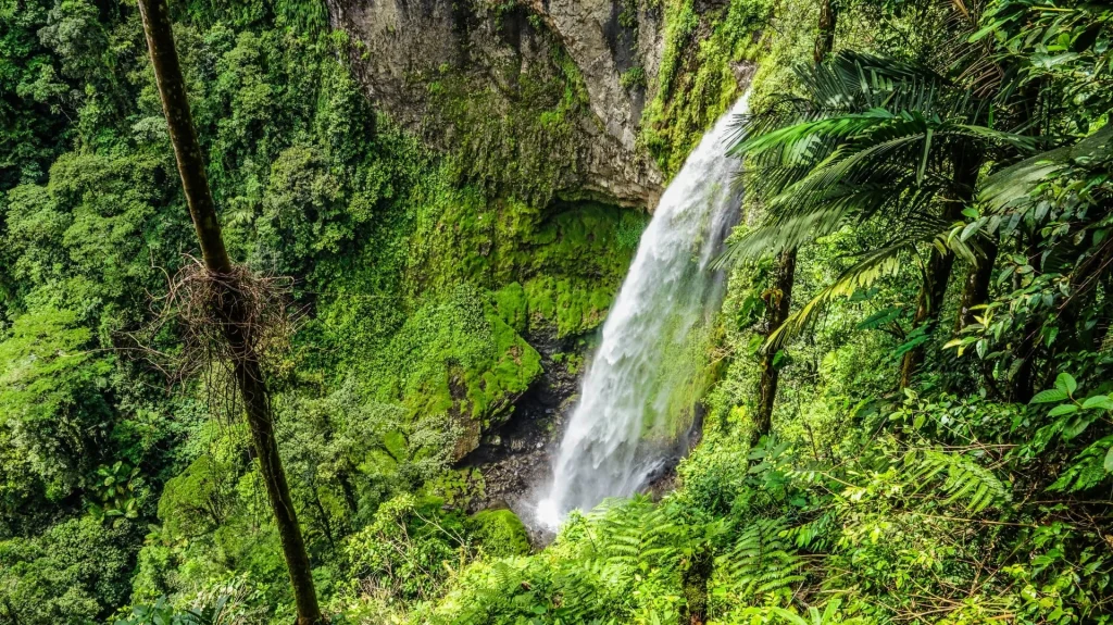 Children’s Eternal Rainforest waterfall