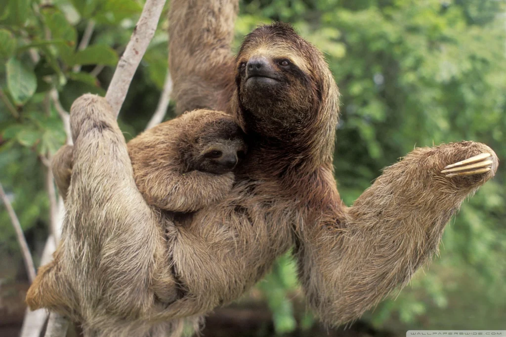 Sloth Tour photo 1