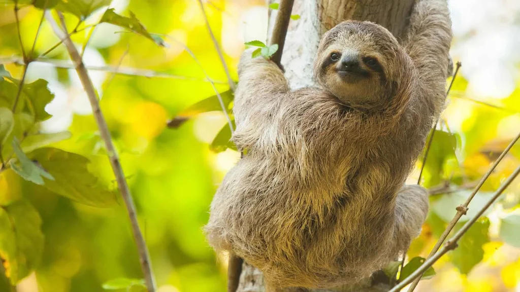 Sloth Tour photo 3