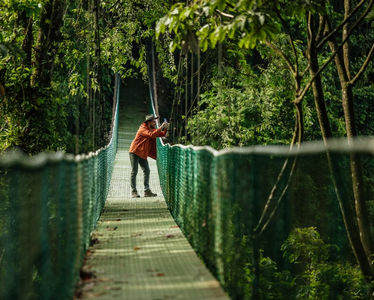 Rainforest hanging bridge