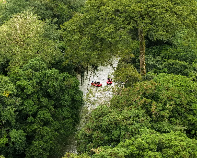 Forest canopy